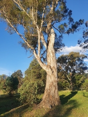 Eucalyptus melliodora