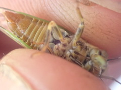 Rhodopsalta microdora