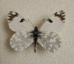 Euchloe ausonia