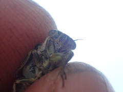 Rhodopsalta microdora