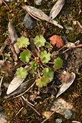 Geranium pusillum
