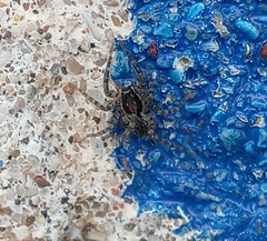 Trochosa niveopilosa