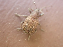 Phlyctinus callosus