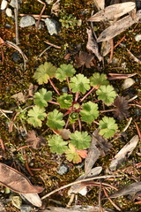Geranium pusillum