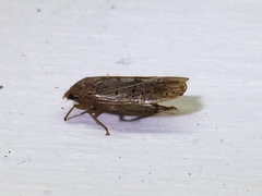 Ponana rubida