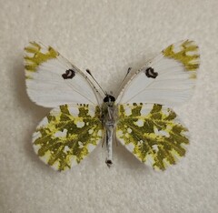 Euchloe ausonia