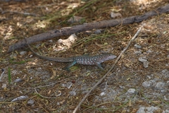 Cnemidophorus arubensis