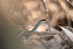 Drymobius margaritiferus