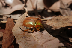 Anoplognathus viriditarsis