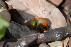 Anoplognathus viriditarsis