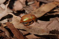 Anoplognathus viriditarsis