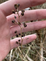 Triantha racemosa