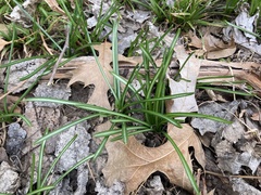 Ornithogalum umbellatum
