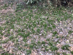 Ornithogalum umbellatum