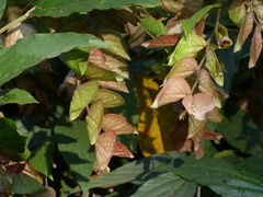 Flemingia strobilifera