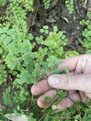 Adiantum poiretii