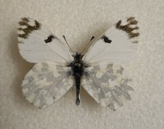 Euchloe ausonia