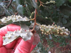 Dryomyia lichtensteinii