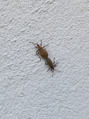 Probergrothius exsanguis