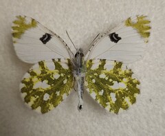 Euchloe ausonia