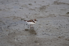 Charadrius hiaticula