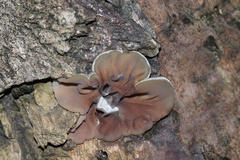 Schizophyllum amplum