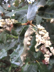 Dryomyia lichtensteinii