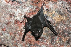 Peropteryx