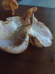 Neolentinus ponderosus