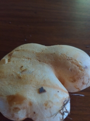 Neolentinus ponderosus