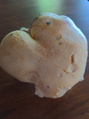 Neolentinus ponderosus