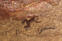 Leptodactylus knudseni