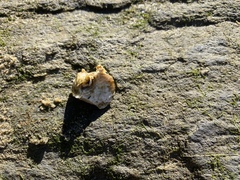 Amphibalanus eburneus