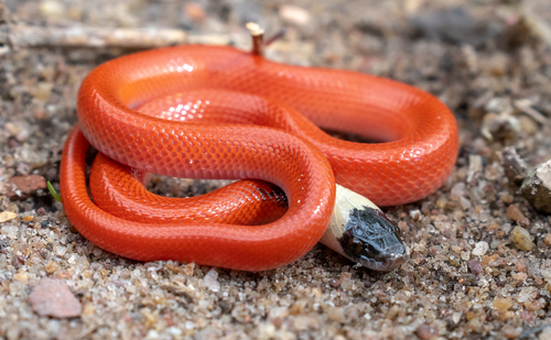 Dark-headed Red Falseboa, Pseudoboa neuwiedii