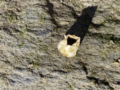 Amphibalanus eburneus