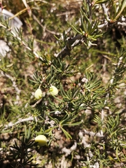 Berberis empetrifolia