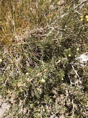 Berberis empetrifolia