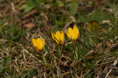 Crocus chrysanthus