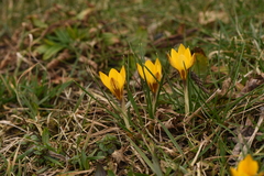Crocus chrysanthus