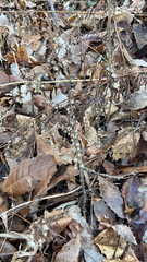 Perilla frutescens