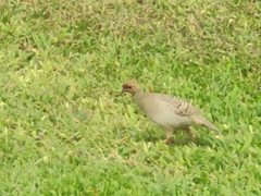 Ortygornis pondicerianus