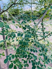Moringa