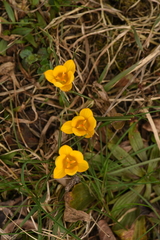 Crocus chrysanthus