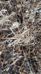 Chasmanthium latifolium