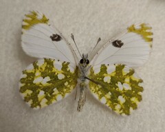 Euchloe ausonia