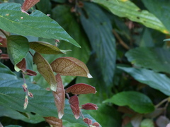 Flemingia strobilifera