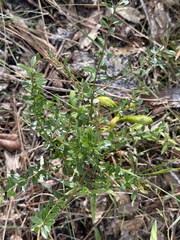 Vaccinium myrsinites