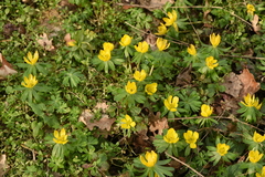 Eranthis hyemalis