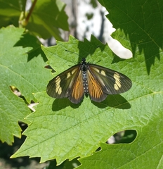 Actinote pellenea