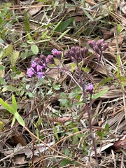 Carphephorus odoratissimus